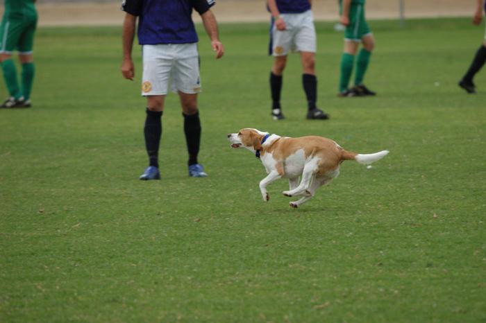 Cobras v Modbury _62_.JPG